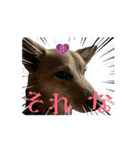 イッヌのチビ（別名ミソ）Cute dog Chibi（個別スタンプ：8）