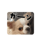 個性強めのうちの子（個別スタンプ：3）