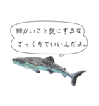 さかなと海のいきものたちからの教え（個別スタンプ：6）