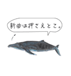 さかなと海のいきものたちからの教え（個別スタンプ：9）