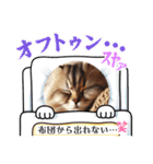 アメリカンボブテイルの日常会話（個別スタンプ：4）