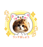 アメリカンボブテイルの日常会話（個別スタンプ：13）