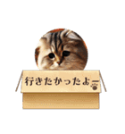 アメリカンボブテイルの日常会話（個別スタンプ：15）