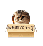 アメリカンボブテイルの日常会話（個別スタンプ：16）