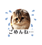アメリカンボブテイルの日常会話（個別スタンプ：20）