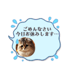 アメリカンボブテイルの日常会話（個別スタンプ：21）