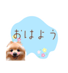 めろめろ♡春♡ポメ推しスタンプ（個別スタンプ：1）