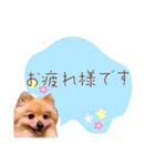 めろめろ♡春♡ポメ推しスタンプ（個別スタンプ：2）