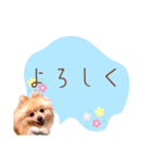めろめろ♡春♡ポメ推しスタンプ（個別スタンプ：3）