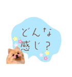 めろめろ♡春♡ポメ推しスタンプ（個別スタンプ：4）