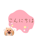 めろめろ♡春♡ポメ推しスタンプ（個別スタンプ：5）