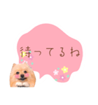 めろめろ♡春♡ポメ推しスタンプ（個別スタンプ：6）