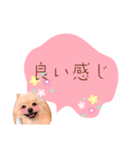 めろめろ♡春♡ポメ推しスタンプ（個別スタンプ：7）