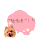 めろめろ♡春♡ポメ推しスタンプ（個別スタンプ：8）