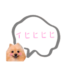 めろめろ♡春♡ポメ推しスタンプ（個別スタンプ：10）