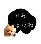 めろめろ♡春♡ポメ推しスタンプ（個別スタンプ：12）