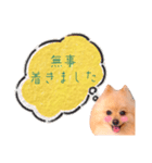 めろめろ♡春♡ポメ推しスタンプ（個別スタンプ：13）