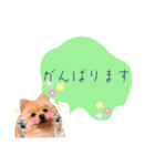めろめろ♡春♡ポメ推しスタンプ（個別スタンプ：18）