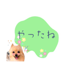 めろめろ♡春♡ポメ推しスタンプ（個別スタンプ：19）