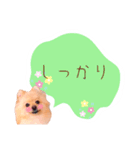 めろめろ♡春♡ポメ推しスタンプ（個別スタンプ：20）