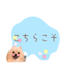 めろめろ♡春♡ポメ推しスタンプ（個別スタンプ：21）