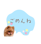 めろめろ♡春♡ポメ推しスタンプ（個別スタンプ：23）