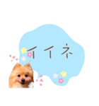 めろめろ♡春♡ポメ推しスタンプ（個別スタンプ：24）
