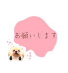 めろめろ♡春♡ポメ推しスタンプ（個別スタンプ：25）