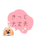めろめろ♡春♡ポメ推しスタンプ（個別スタンプ：26）