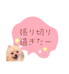 めろめろ♡春♡ポメ推しスタンプ（個別スタンプ：27）