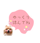 めろめろ♡春♡ポメ推しスタンプ（個別スタンプ：28）