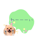 めろめろ♡春♡ポメ推しスタンプ（個別スタンプ：33）