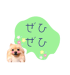 めろめろ♡春♡ポメ推しスタンプ（個別スタンプ：34）