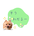 めろめろ♡春♡ポメ推しスタンプ（個別スタンプ：35）