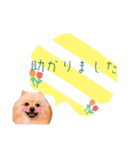 めろめろ♡春♡ポメ推しスタンプ（個別スタンプ：36）