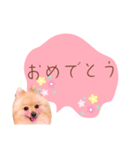 めろめろ♡春♡ポメ推しスタンプ（個別スタンプ：37）