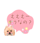 めろめろ♡春♡ポメ推しスタンプ（個別スタンプ：38）