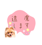 めろめろ♡春♡ポメ推しスタンプ（個別スタンプ：40）