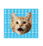 彼氏(夫)を束縛したいメンヘラ子猫ミーム（個別スタンプ：4）