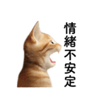 彼氏(夫)を束縛したいメンヘラ子猫ミーム（個別スタンプ：26）