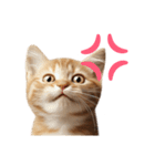 彼氏(夫)を束縛したいメンヘラ子猫ミーム（個別スタンプ：27）
