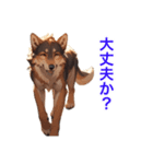 オオカミ先輩のお言葉（個別スタンプ：12）