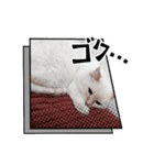 わんぱくぼーい☆4（個別スタンプ：9）