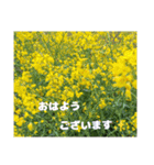 冬の山野草で おはようございます（個別スタンプ：1）