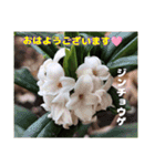 冬の山野草で おはようございます（個別スタンプ：3）