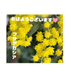 冬の山野草で おはようございます（個別スタンプ：4）