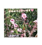 冬の山野草で おはようございます（個別スタンプ：5）