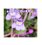 冬の山野草で おはようございます（個別スタンプ：6）