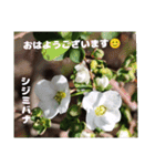 冬の山野草で おはようございます（個別スタンプ：9）