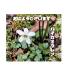 冬の山野草で おはようございます（個別スタンプ：11）